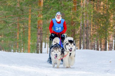 Reshetiha, Nizhniy Novgorod Oblast, Rusya Federasyonu - 02.25.2017 - Siberian dış yapraklar kızak köpek yarış rekabet. Kadın ezme kızaklarımız iki Huskies köpek koşum takımı ile kontrol eder..