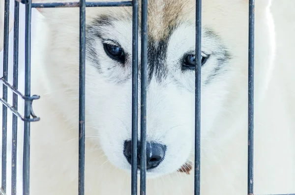 Perro Siberiano Husky Cachorro Jaula Tras Las Rejas Primer Retrato — Foto de Stock