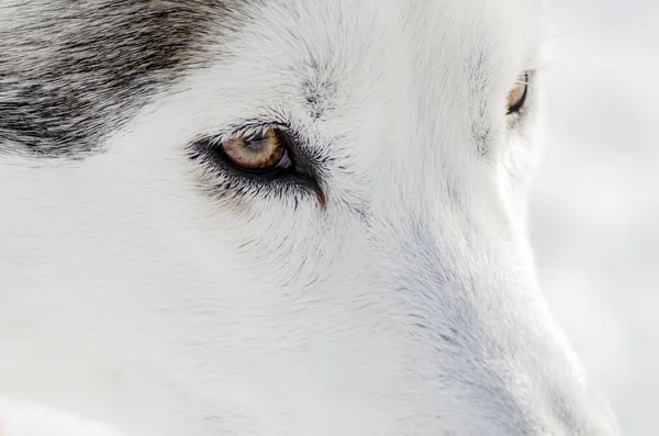 Een Siberische Husky Hond Close Portret Husky Hond Heeft Zwarte — Stockfoto