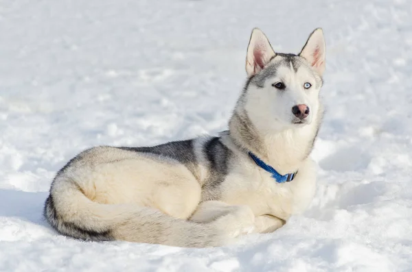 一只不同眼睛躺在雪上的西伯利亚哈士奇狗 赫斯基狗有棕色和白色的毛皮颜色 — 图库照片