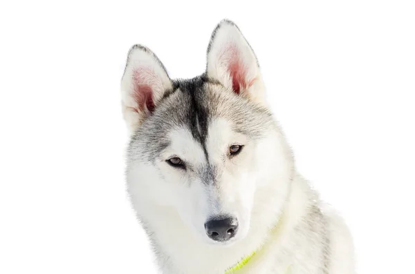 Одна Собака Сибірський Хаски Крупним Планом Husky Породи Портрет Собачих — стокове фото