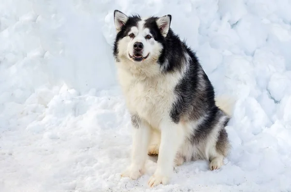 Belo Cão Malamute Antes Corrida Tiro Corpo Inteiro Cão Malamute — Fotografia de Stock