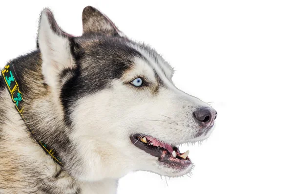 Perro Husky Siberiano Con Ojos Azules Primer Retrato Raza Husky —  Fotos de Stock