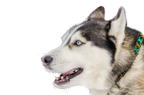 Perro Husky Siberiano Con Ojos Azules Mira Alrededor Primer Retrato —  Fotos de Stock