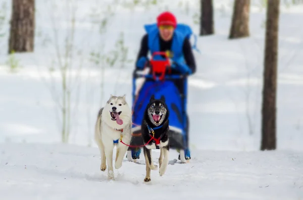 Reshetiha Nizjni Novgorod Oblast Rusland 2017 Siberische Husky Sled Dog — Stockfoto