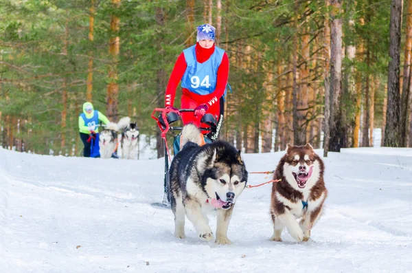 Reshetiha Nizhniy Novgorod Rosja 2017 Siberian Husky Psich Zaprzęgów Wyścig — Zdjęcie stockowe