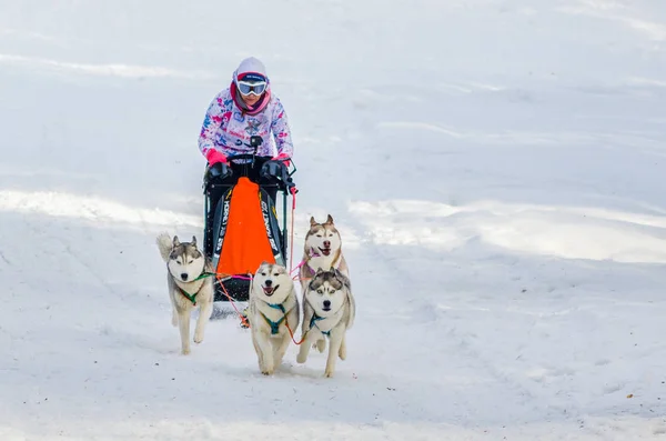 Reshetiha Nizjni Novgorod Oblast Rusland 2017 Siberische Husky Sled Dog — Stockfoto