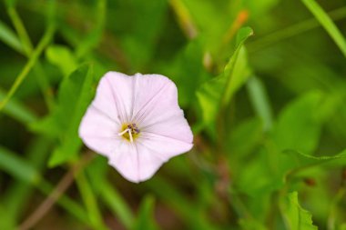 Yeşil çim alan gündüzsefası pembe çiçek. Convolvulus arvensis ot kopya alanı ile.