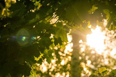 Güneş ağacı yaprakları doğdu. Güzel yeşil doğa güneş. Güzel bir sabah hava. Kopya alanı.