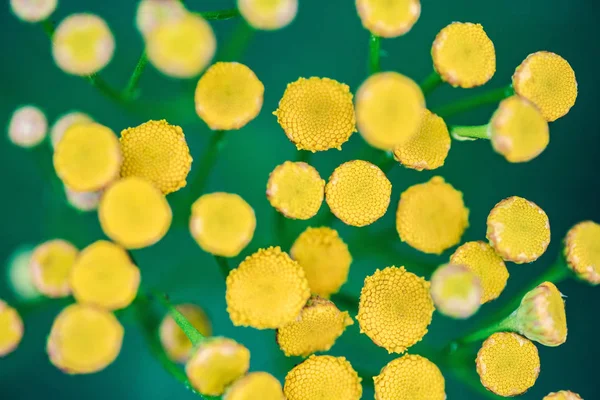 Zbliżenie Kwiatów Wrotyczu Tanacetum Vulgare Kwiat Roślin Kwiaty Żółte Zdrowy — Zdjęcie stockowe