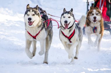 Köpek Sledding. Siberian dış yapraklar kızak köpek koşum takımı. Husky köpekleri bir siyah ve beyaz ceket renk vardır. Karlı arka plan