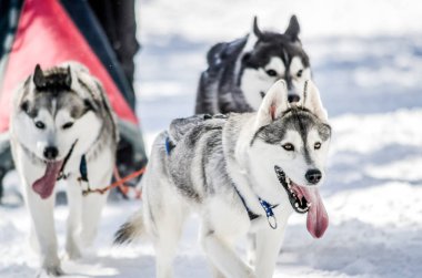 Köpek Sledding. Siberian dış yapraklar kızak köpek koşum takımı. Siyah ve beyaz ceket renk Husky köpekleri var. Karlı arka plan
