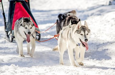 Köpek Sledding. Siberian dış yapraklar kızak köpek koşum takımı. Siyah ve beyaz ceket renk Husky köpekleri var. Karlı arka plan
