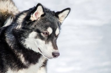 Sibirya Husky köpek etrafına bakıyor. Husky köpek siyah ve beyaz ceket renk vardır. Karlı beyaz arka plan.