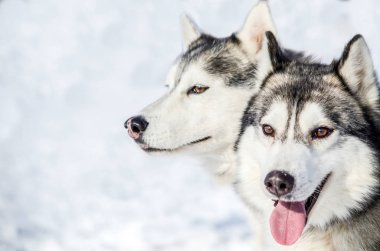 İki Sibirya Husky köpek etrafına bakıyor. Siyah ve beyaz ceket renk Husky köpekleri var. Karlı beyaz arka plan.