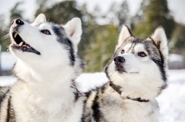 İki Sibirya Husky köpek etrafına bakıyor. Siyah ve beyaz ceket renk Husky köpekleri var. Karlı beyaz arka plan. Yakın çekim
