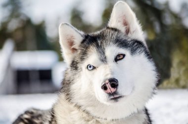 Sibirya Husky köpek etrafına bakıyor. Husky köpek siyah ve beyaz ceket renk vardır. Karlı beyaz ve yeşil arka plan. Yakın çekim