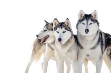 Üç Sibirya Husky köpek etrafına bakıyor. Husky doğurmak kadar kapatın. Siyah ve beyaz ceket renk Husky köpekleri var. İzole beyaz arka plan. Kopya alanı.