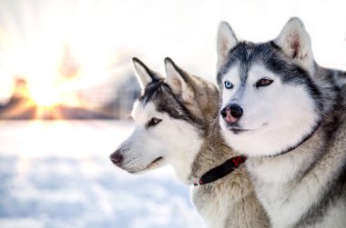 İki Sibirya Husky köpeği etrafa bakıyor. Husky köpekleri siyah ve beyaz ceket rengine sahiptir. Karlı beyaz arka plan. Kapatın. Gün batımı.