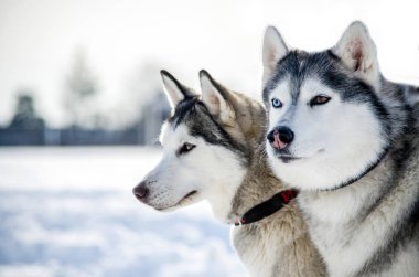 İki Sibirya Husky köpek etrafına bakıyor. Siyah ve beyaz ceket renk Husky köpekleri var. Karlı beyaz arka plan. Yakın çekim