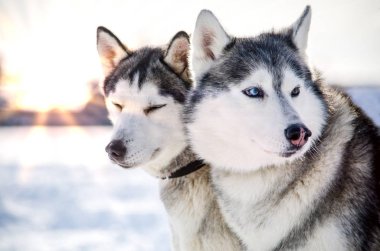 İki Sibirya Husky köpeği etrafa bakıyor. Husky köpekleri siyah ve beyaz ceket rengine sahiptir. Karlı beyaz arka plan. Kapatın. Gün batımı.