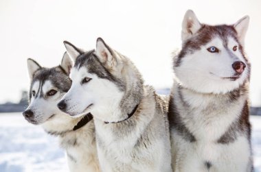 Üç Sibirya Husky köpek etrafına bakıyor. Siyah ve beyaz ceket renk Husky köpekleri var. Karlı beyaz arka plan.
