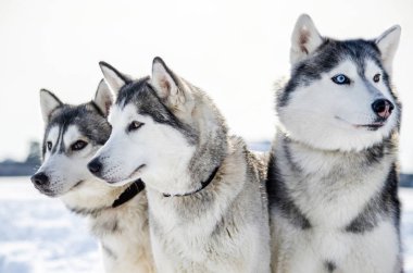 Üç Sibirya Husky köpek etrafına bakıyor. Siyah ve beyaz ceket renk Husky köpekleri var. Karlı beyaz arka plan.