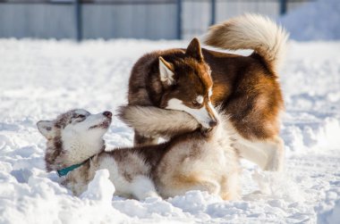 Siberian dış yapraklar doğurmak iki köpek birbirleri ile oynamak. Husky köpekleri kahverengi ceket renk vardır. Karlı arka plan
