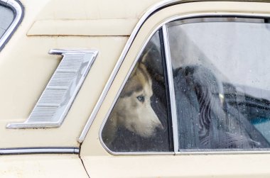 Siberian Husky dog locked in car and looking out the window. Husky dog has blue eyes and black and brown coat color. clipart