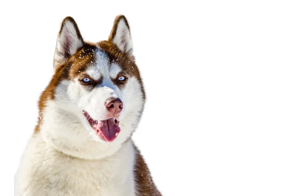 Perro Husky Siberiano Con Ojos Azules Husky Perro Tiene Hermoso —  Fotos de Stock