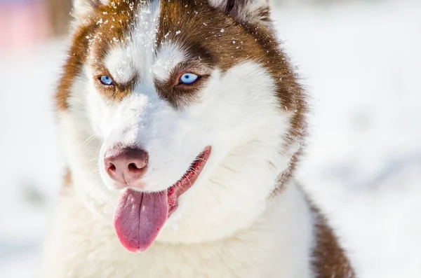 Siberian Husky dog with blue eyes. Husky dog has red and brown coat color. Snowy white background