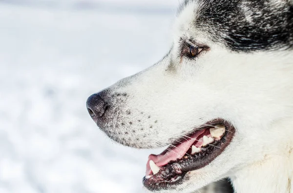 Siberian Husky dog looks to right. Husky dog has black and white coat color. Snowy white background. Close up