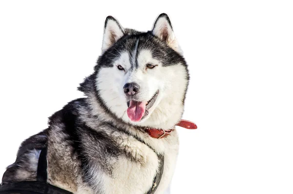 Perro Husky Siberiano Con Arnés Mira Alrededor Husky Perro Tiene —  Fotos de Stock