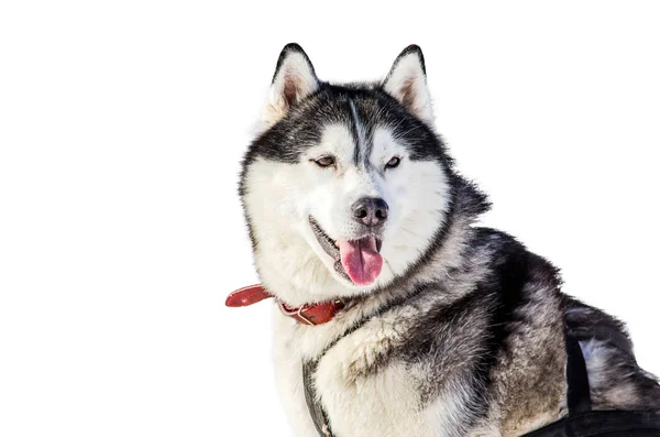 Ένα Σιβηρικό Γεροδεμένο Σκυλί Στο Λουρί Κοιτάζει Γύρω Μεγαλόσωμος Σκύλος — Φωτογραφία Αρχείου