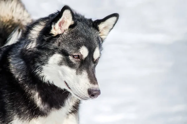 Siberian Husky Hunden Ser Sig Omkring Husky Hunden Har Svarta — Stockfoto