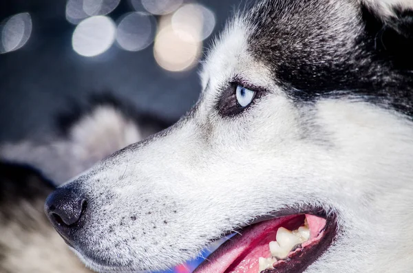 Siberian Husky Dog Blue Eyes Looks Left Husky Dog Has — Stock Photo, Image