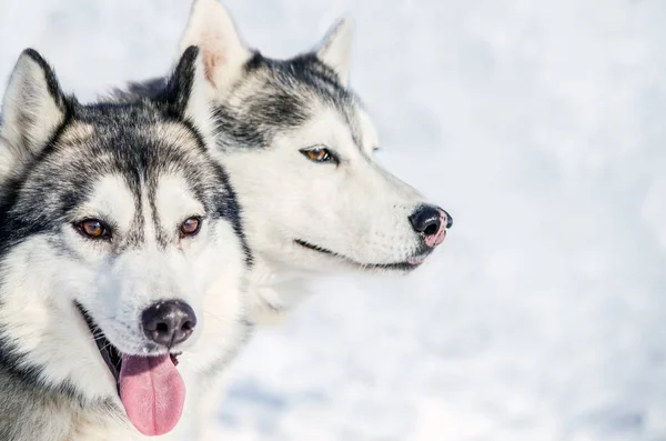 Twee Siberische Husky Honden Kijkt Rond Schor Honden Heeft Zwarte — Stockfoto