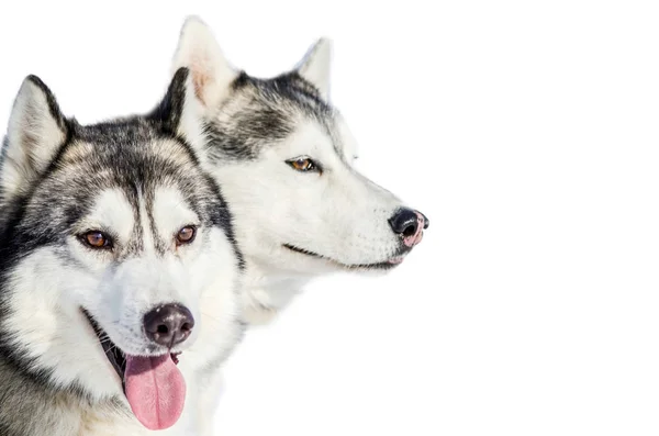Twee Siberische Husky Honden Kijkt Rond Close Schor Ras Portret — Stockfoto