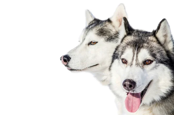 Twee Siberische Husky Honden Kijkt Rond Close Schor Ras Portret — Stockfoto