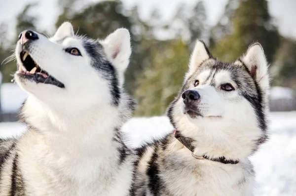 Twee Siberische Husky Honden Kijkt Rond Schor Honden Heeft Zwarte — Stockfoto