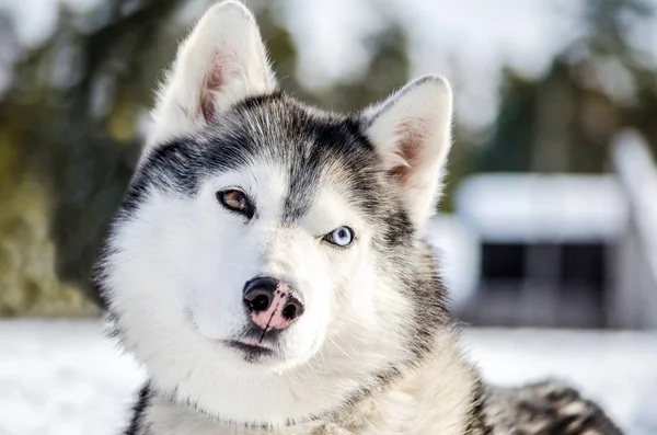 Szibériai Husky Kutya Körülnéz Husky Kutya Birtokol Fekete Fehér Szőrzet — Stock Fotó