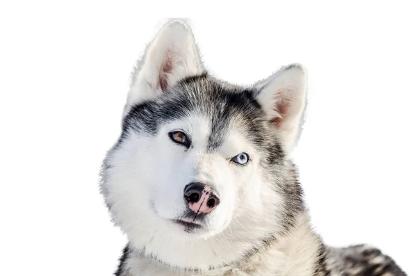 One Siberian Husky Dog Looks Close Husky Breed Portrait Different — Stock Photo, Image