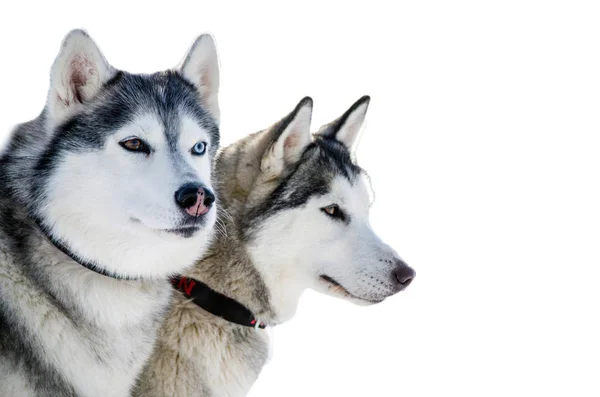 Due Cani Siberiani Husky Guardano Intorno Cani Robusti Hanno Colore — Foto Stock