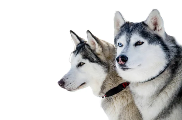 Twee Siberische Husky Honden Kijkt Rond Schor Honden Heeft Zwarte — Stockfoto