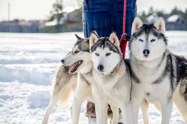 Three Siberian Husky Dogs Looks Dogs Leash Owner Husky Dogs — Stock Photo, Image