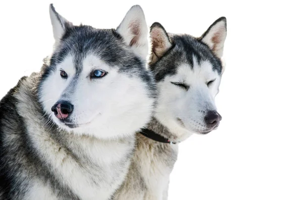 Twee Siberische Husky Honden Kijkt Rond Schor Honden Heeft Zwarte — Stockfoto