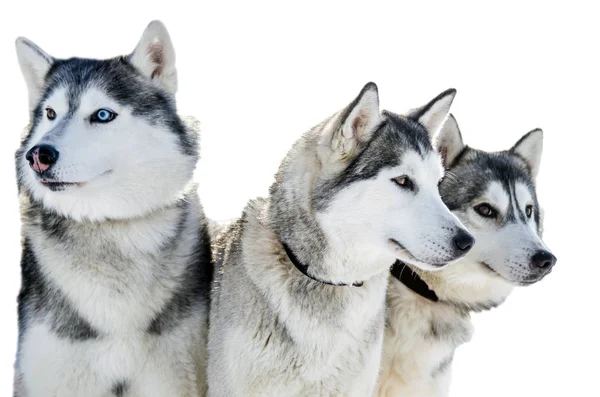 Drie Siberische Husky Honden Kijkt Rond Schor Honden Heeft Zwarte — Stockfoto