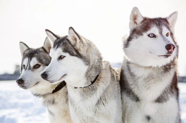 Tři Psi Sibiřský Husky Rozhlíží Psy Husky Barvu Černou Bílou — Stock fotografie