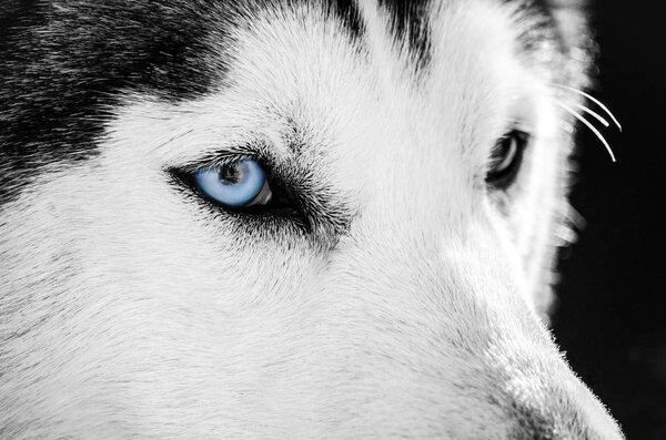 Siberian Husky dog portrait with blue eye looks to right. Husky dog has black and white coat color. Close up. Black background