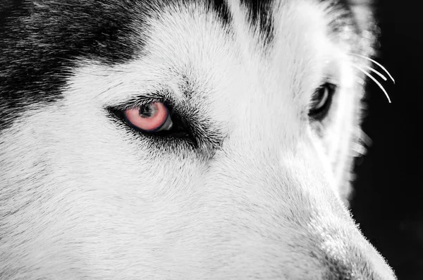 Retrato Cão Husky Siberiano Com Olhos Vermelhos Olha Para Direita — Fotografia de Stock